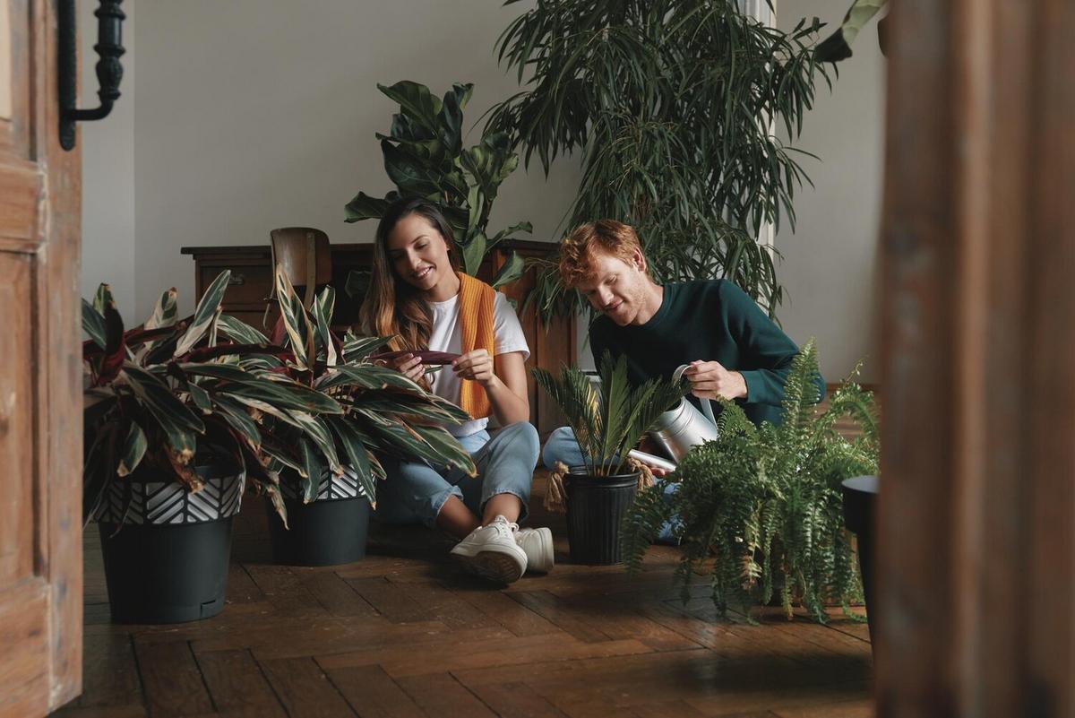 Top 5 Indoor Plants That Boost Mood and Air Quality